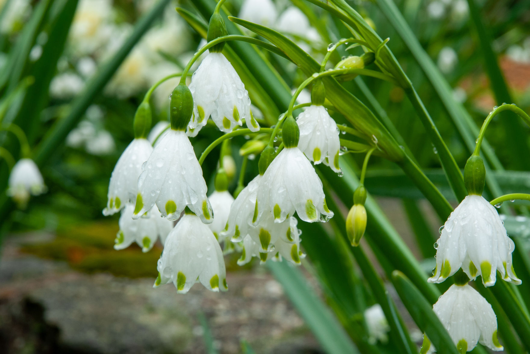 Snowdrop, Galanthus